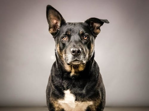 NOVA - Rottweiler / German Shepherd Dog available for adoption