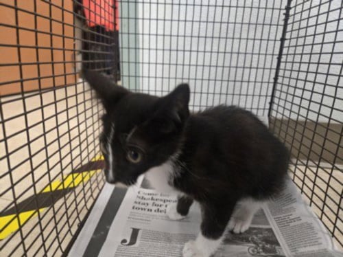 A2286043 - Domestic Short Hair available for adoption
