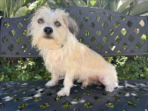 SCOOBY - Maltese / Chihuahua available for adoption