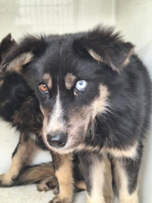 ASTOR - Siberian Husky available for adoption