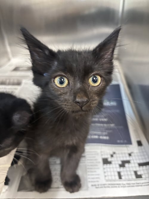 A2290825 - Domestic Short Hair available for adoption