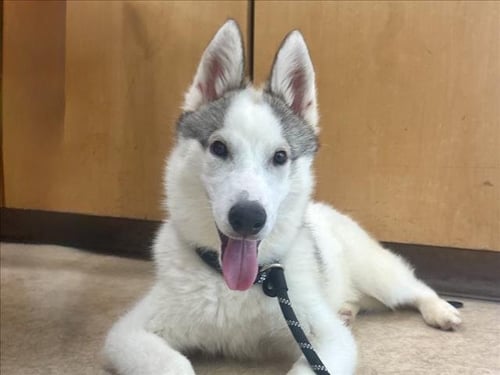 ROMEO - Husky available for adoption