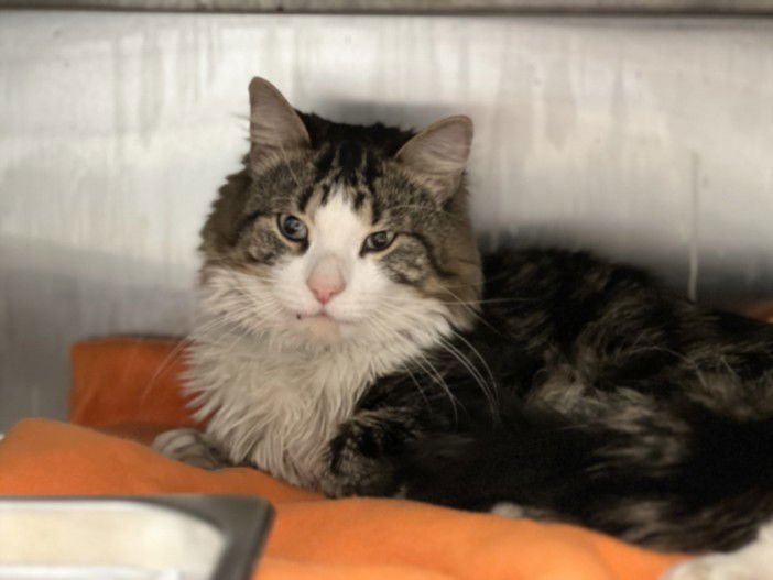 VINNIE - Domestic Medium Hair available for adoption