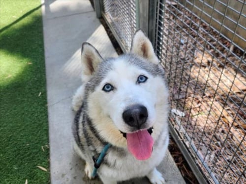 HARPER - Siberian Husky available for adoption