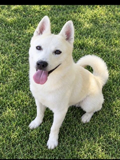 CYRUS Image
