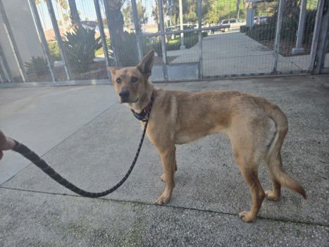 SHADOW - German Shepherd Dog available for adoption