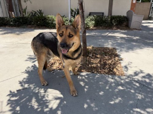 RAMBO - German Shepherd Dog available for adoption