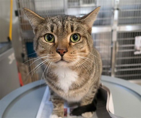 SABLE - Domestic Short Hair available for adoption