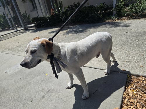 BUSTER PEREZ - Australian Cattle Dog/Blue Heeler available for adoption