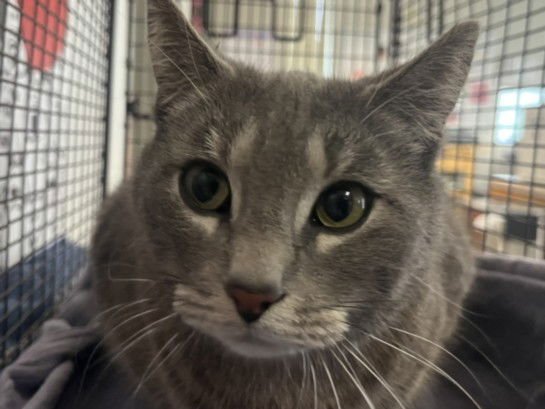 NITA - Domestic Short Hair available for adoption