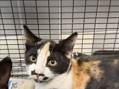 A2290502 - Domestic Short Hair available for adoption