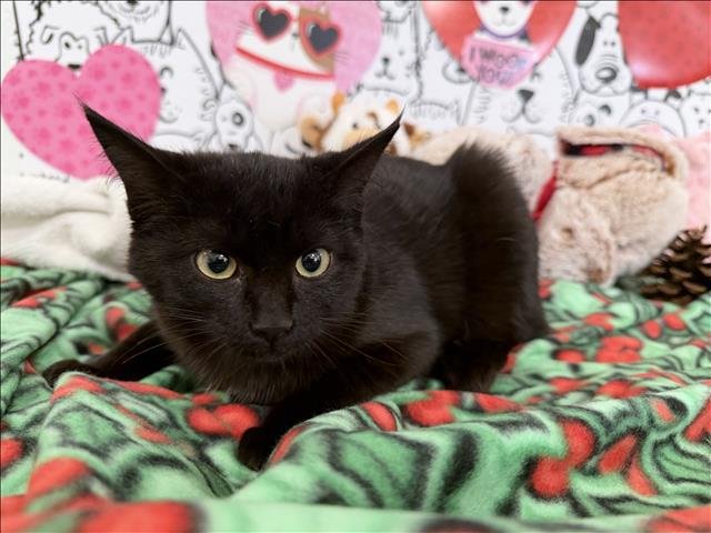 FRIEDA - Domestic Short Hair available for adoption