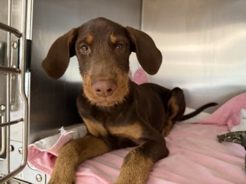 DEXTER - Doberman Pinscher available for adoption
