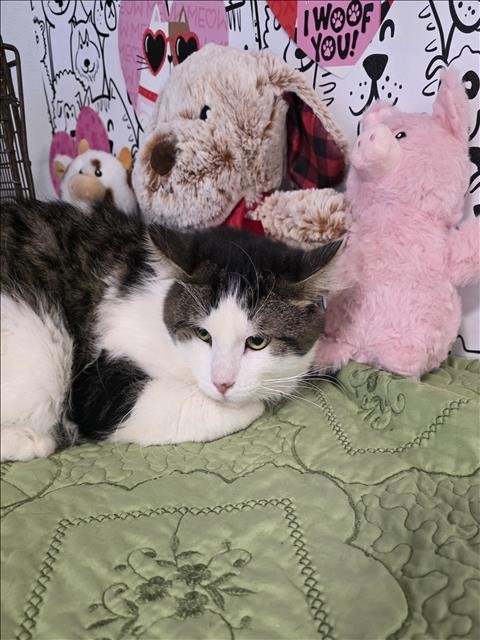 A2253898 - Domestic Short Hair available for adoption