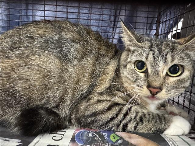 FLUFFY - Domestic Short Hair available for adoption