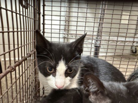 A2290892 - Domestic Short Hair available for adoption