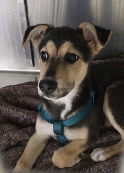 SAM - Parson Russell Terrier available for adoption