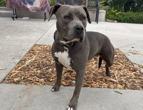 MADELINE - Pit Bull Terrier available for adoption