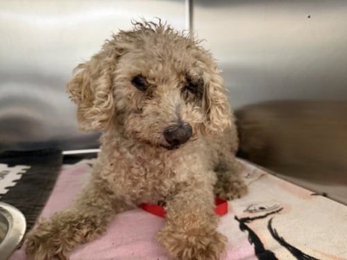 FRANKIE - Poodle (Miniature) available for adoption