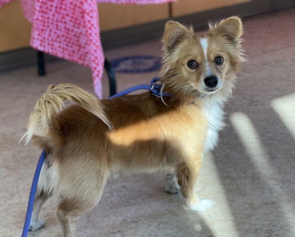 RUSTY - Papillon / Chihuahua available for adoption