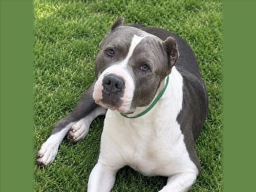 HENDRICKS - Pit Bull Terrier available for adoption