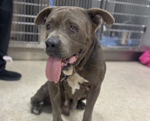 DESI - Pit Bull Terrier available for adoption