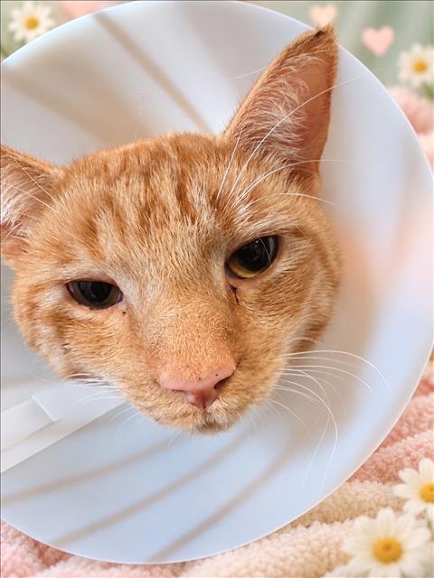ROMEO - Domestic Short Hair available for adoption