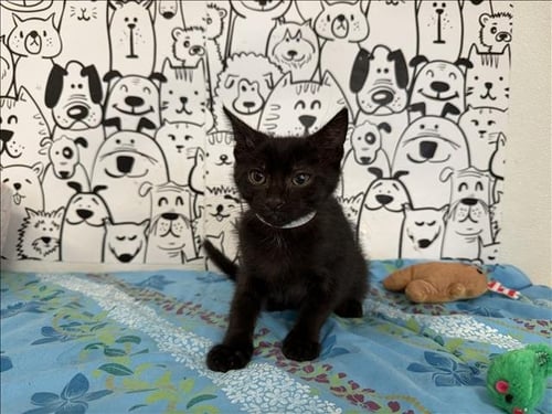 LORNE - Domestic Short Hair available for adoption