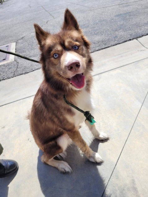 JACOB - Siberian Husky available for adoption