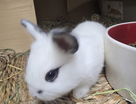 LIZ TAYLOR - Shorthaired Rabbit available for adoption