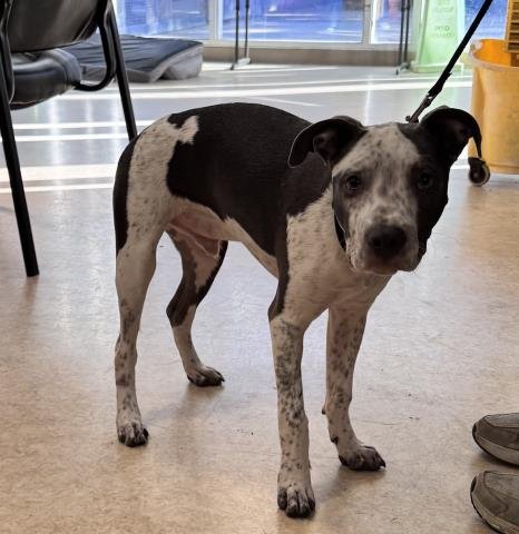 BANDIT - Pit Bull Terrier available for adoption