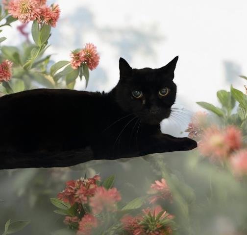 ASHER - Domestic Short Hair available for adoption