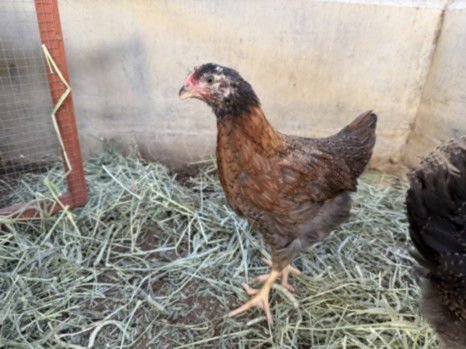 A2259405 - Chicken available for adoption