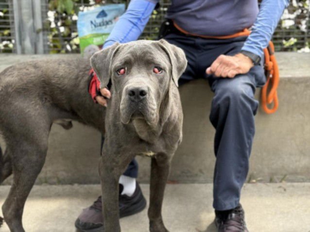 FRANKLIN - Cane Corso Mastiff available for adoption