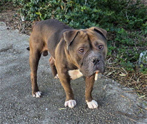 BRUNO - Bulldog available for adoption