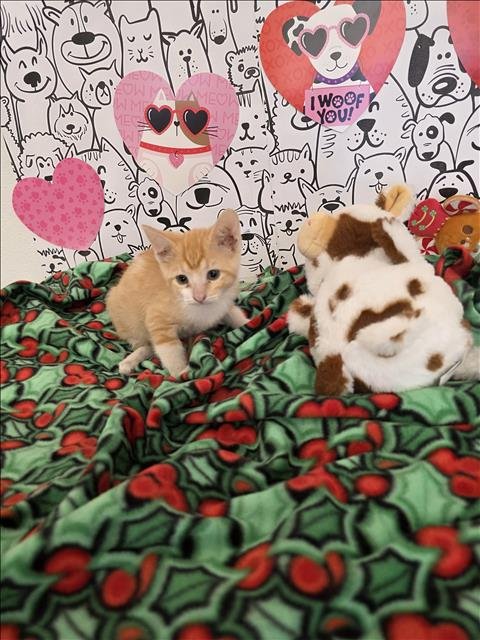 A2253145 - Domestic Short Hair available for adoption