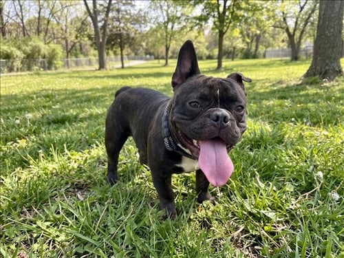 SATCHMO - Pit Bull Terrier available for adoption