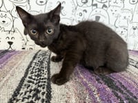 ONYX - Photo 1
