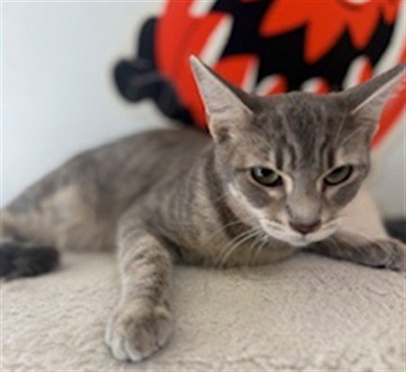 JESSIE - Domestic Short Hair available for adoption