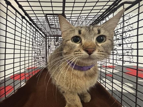 MS MEOW - Domestic Short Hair available for adoption