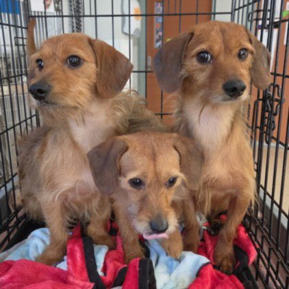 ERNIE - Dachshund available for adoption