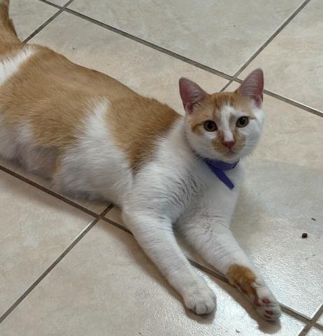 ASLAN - Domestic Short Hair available for adoption