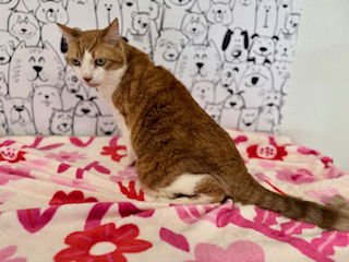 TOMMY - Domestic Short Hair available for adoption