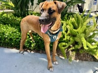 FONZ - Photo 1