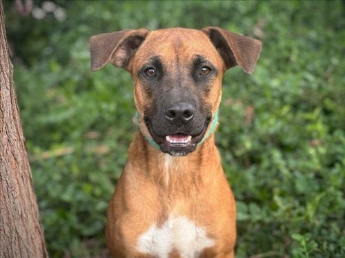 FONZ - Boxer available for adoption