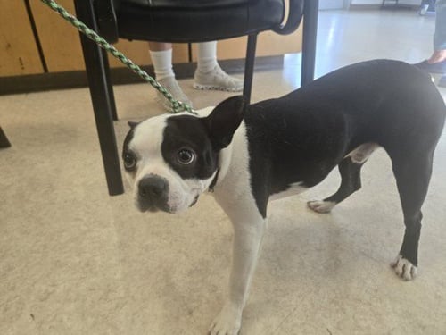 BOSTON - Boston Terrier available for adoption
