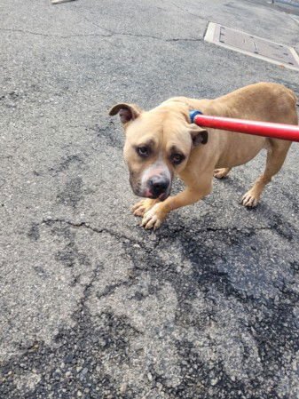 MIGGY - Pit Bull Terrier available for adoption