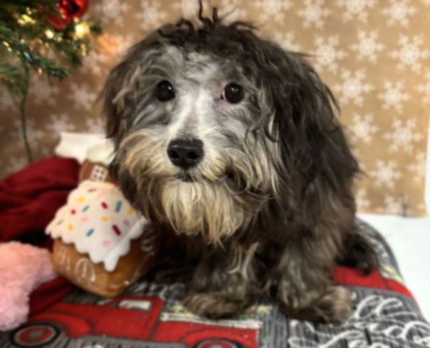 HUDSON - Poodle (Miniature) available for adoption