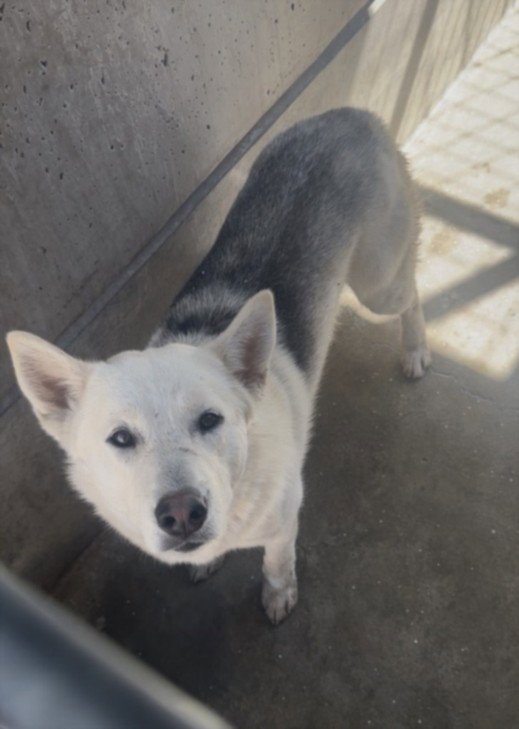 PIXEL - Husky available for adoption