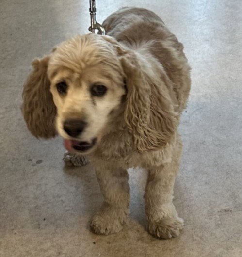 BOOMER - Cocker Spaniel available for adoption